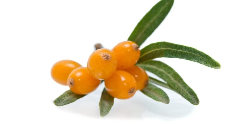 Sea buckthorn berries for antioxidant skincare